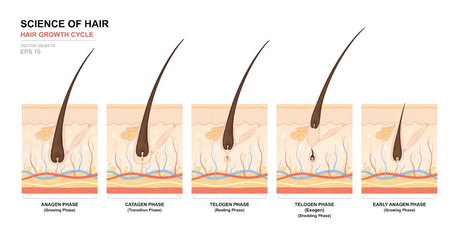 hair growth cycle